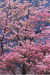 轻量级奇幻RTS《最后的巫后：众王纷争的年代》 将于3月24日正式上线Steam